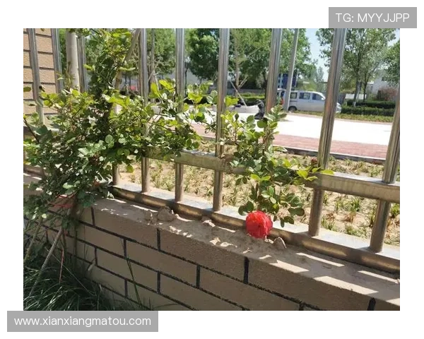 开云网址登录线路最新更新信息及时掌握登录流程变化